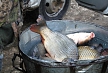 pescuit_crap_340657_55