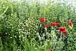 pescuit_crap_121253_19