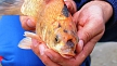 pescuit_crap_126430_31