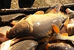 pescuit_crap_141281_28
