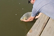pescuit_crap_145639_17