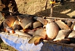 pescuit_crap_179642_28