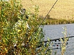 pescuit_crap_20109_50