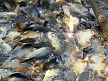 pescuit_crap_221853_49