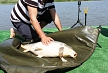 pescuit_crap_228768_18