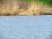 pescuit_crap_247354_49