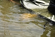 pescuit_crap_256649_15