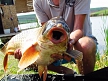pescuit_crap_259401_34