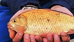 pescuit_crap_262164_31
