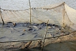 pescuit_crap_290864_28