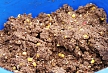 pescuit_crap_325720_51
