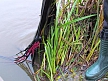 pescuit_crap_326579_50