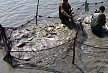 pescuit_crap_339865_53