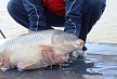 pescuit_crap_340428_52