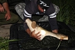 pescuit_crap_372067_20
