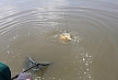 pescuit_crap_374589_20