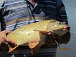 pescuit_crap_38057_22