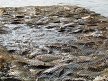 pescuit_crap_382155_49