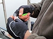 pescuit_crap_405143_50