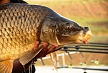 pescuit_crap_416413_18