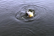 pescuit_crap_426686_51