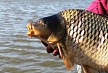 pescuit_crap_523063_29