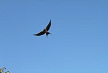 pescuit_crap_534197_20
