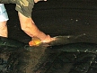 pescuit_crap_589298_44