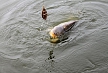 pescuit_crap_602891_51