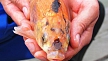 pescuit_crap_608304_31