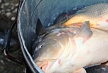 pescuit_crap_63520_55