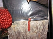 pescuit_crap_640605_50