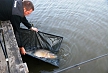 pescuit_crap_648315_46