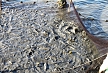 pescuit_crap_656336_29
