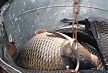 pescuit_crap_67177_55