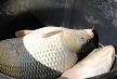 pescuit_crap_684102_53
