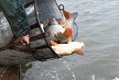 pescuit_crap_686178_55