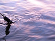 pescuit_crap_690977_50