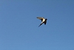 pescuit_crap_766303_20