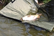 pescuit_crap_778401_15