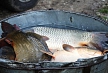 pescuit_crap_79460_55