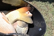 pescuit_crap_807128_53