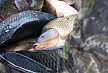 pescuit_crap_814388_55