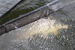 pescuit_crap_832066_51