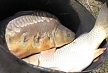 pescuit_crap_883962_53