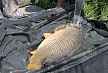 pescuit_crap_886252_20