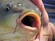 pescuit_crap_890167_22