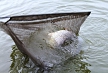 pescuit_crap_926284_51