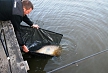 pescuit_crap_937026_46