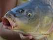 pescuit_crap_937983_22